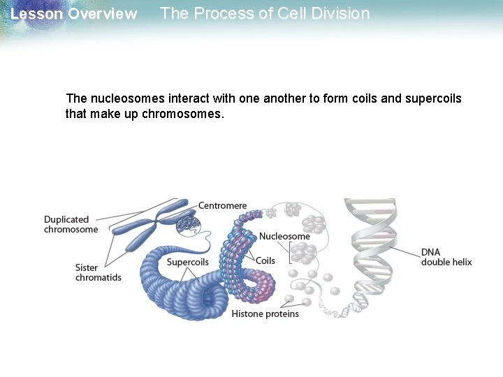 Lesson Overview The Process of Cell Division The nucleosomes interact with one another to