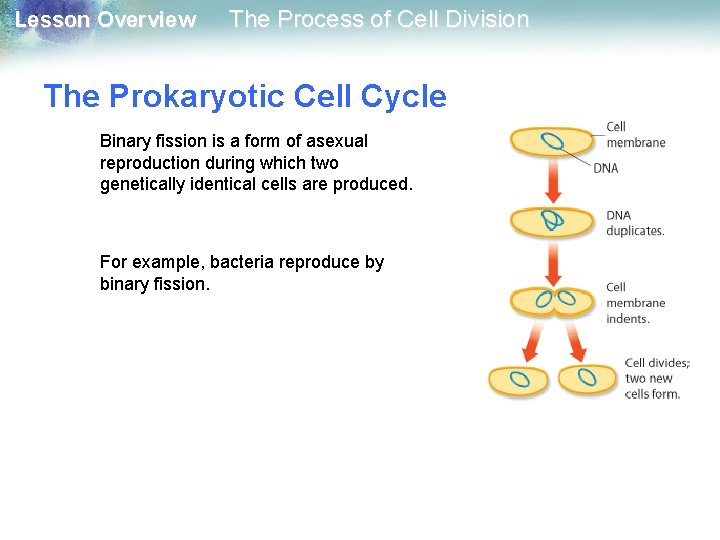 Lesson Overview The Process of Cell Division The Prokaryotic Cell Cycle Binary fission is