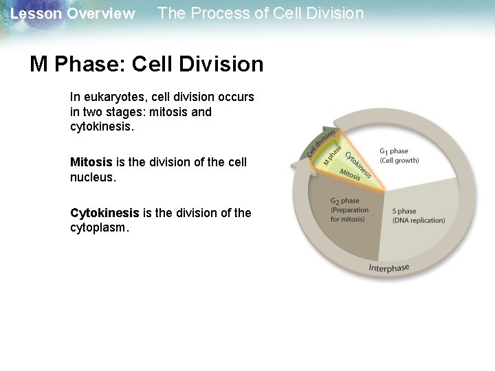 Lesson Overview The Process of Cell Division M Phase: Cell Division In eukaryotes, cell