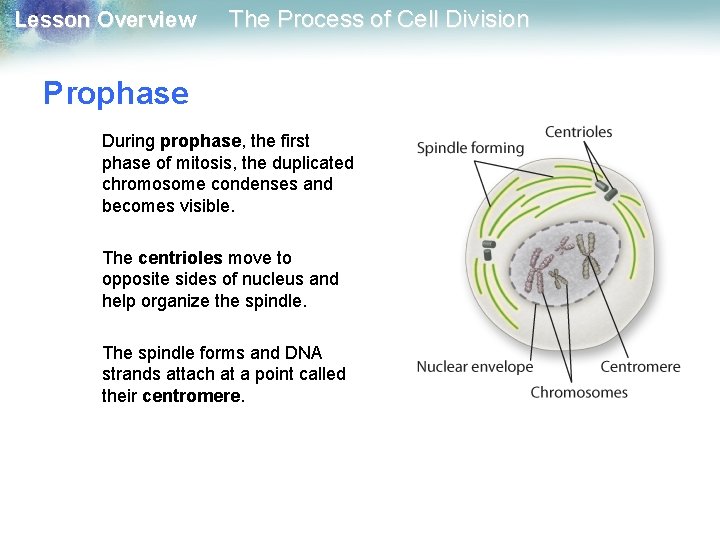 Lesson Overview The Process of Cell Division Prophase During prophase, the first phase of