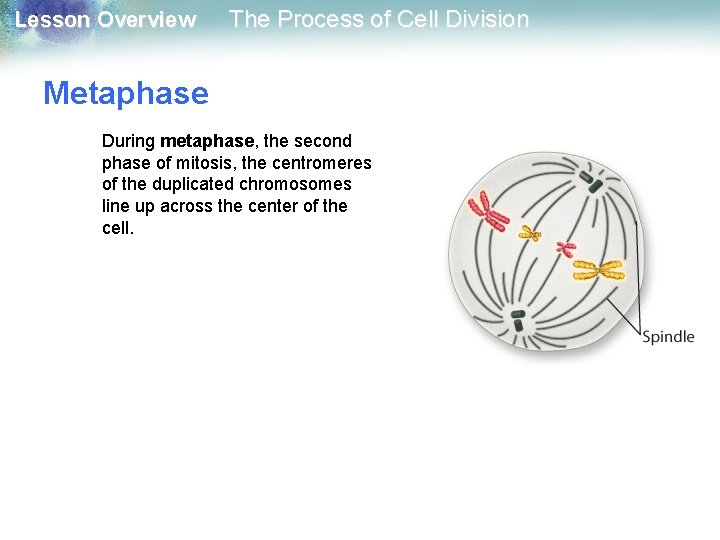 Lesson Overview The Process of Cell Division Metaphase During metaphase, the second phase of