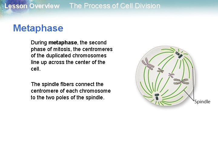 Lesson Overview The Process of Cell Division Metaphase During metaphase, the second phase of