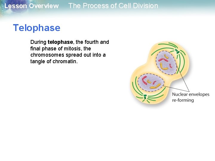 Lesson Overview The Process of Cell Division Telophase During telophase, the fourth and final