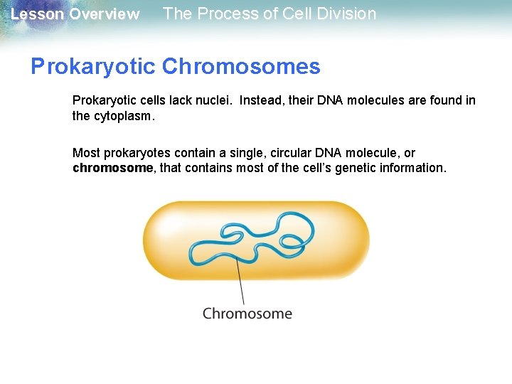 Lesson Overview The Process of Cell Division Prokaryotic Chromosomes Prokaryotic cells lack nuclei. Instead,