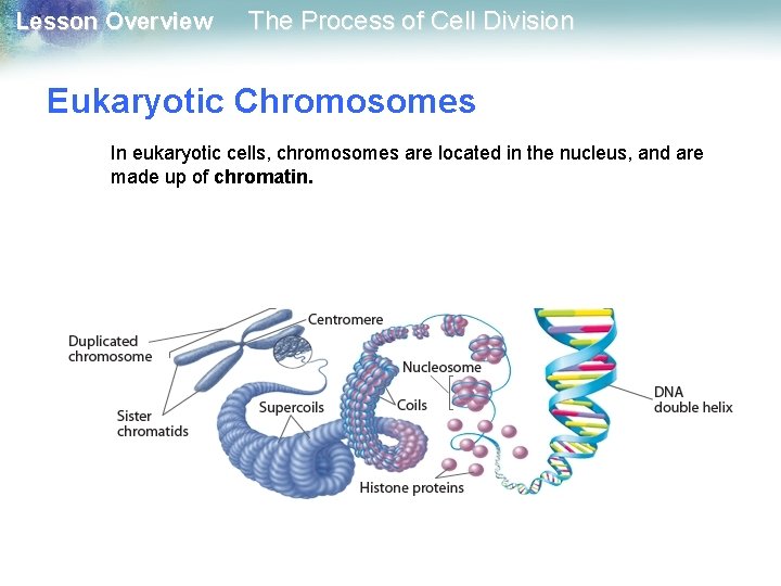 Lesson Overview The Process of Cell Division Eukaryotic Chromosomes In eukaryotic cells, chromosomes are