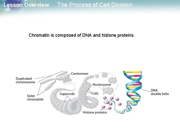 Lesson Overview The Process of Cell Division Chromatin is composed of DNA and histone