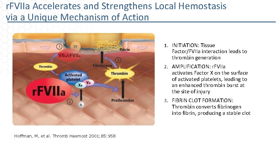 r. FVIIa Accelerates and Strengthens Local Hemostasis via a Unique Mechanism of Action 1.
