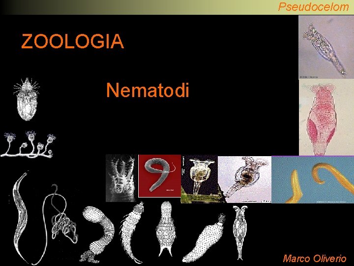 Pseudocelom ati ZOOLOGIA Nematodi Marco Oliverio 