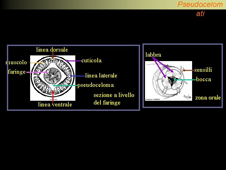 Pseudocelom ati linea dorsale cuticola muscolo faringe linea laterale pseudoceloma linea ventrale sezione a