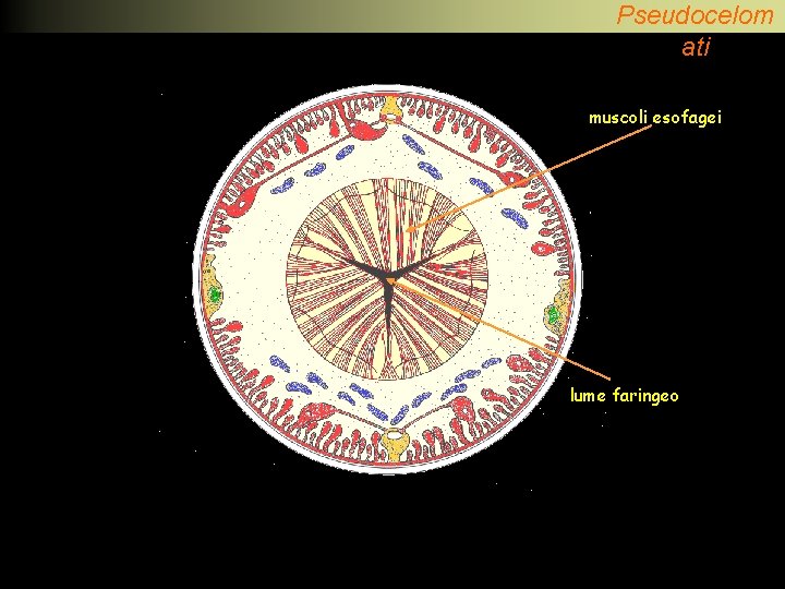 Pseudocelom ati muscoli esofagei lume faringeo 