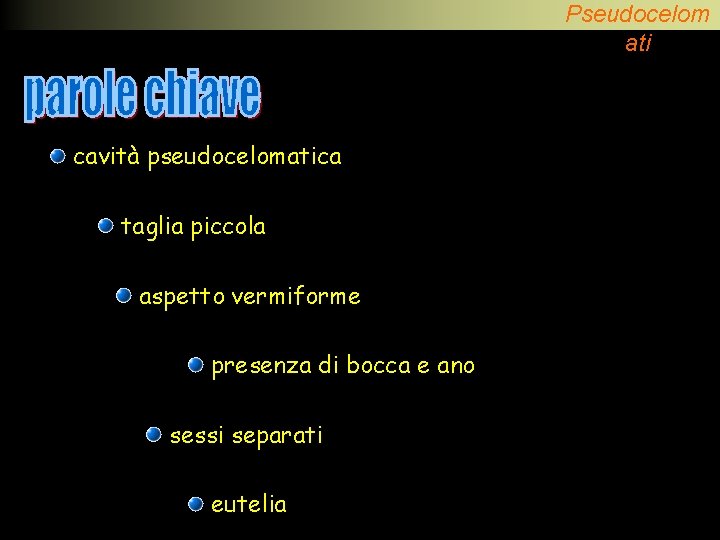 Pseudocelom ati cavità pseudocelomatica taglia piccola aspetto vermiforme presenza di bocca e ano sessi