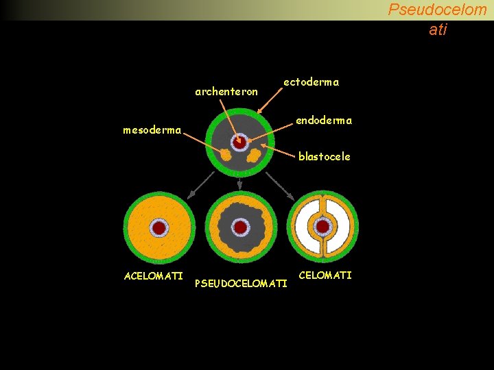 Pseudocelom ati archenteron ectoderma endoderma mesoderma blastocele ACELOMATI PSEUDOCELOMATI 