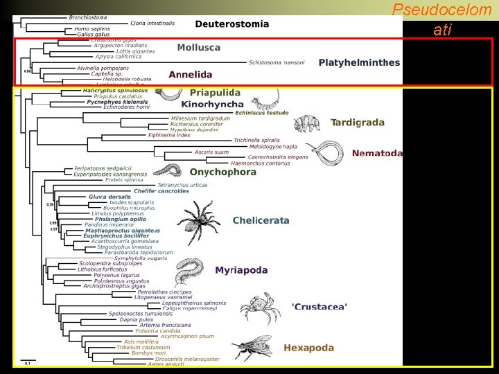 Pseudocelom ati 