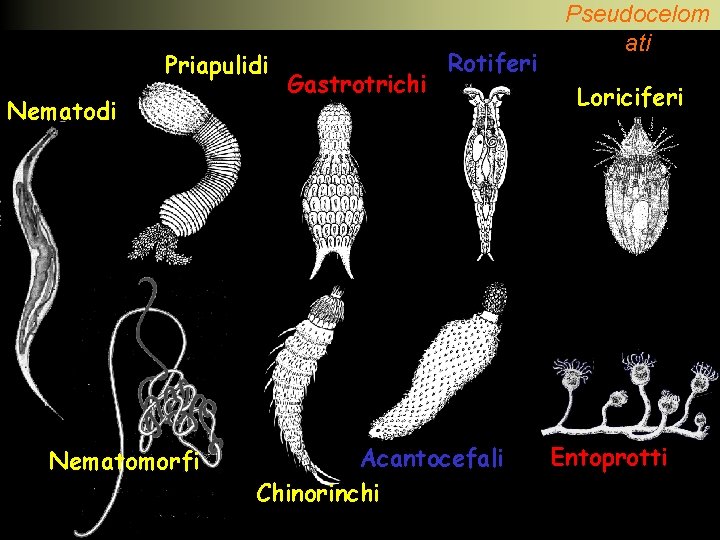 Priapulidi Nematomorfi Gastrotrichi Rotiferi Acantocefali Chinorinchi Pseudocelom ati Loriciferi Entoprotti 