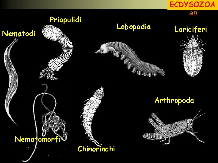 Priapulidi Nematodi Pseudocelom ECDYSOZOA ati Lobopodia Loriciferi Arthropoda Nematomorfi Chinorinchi 