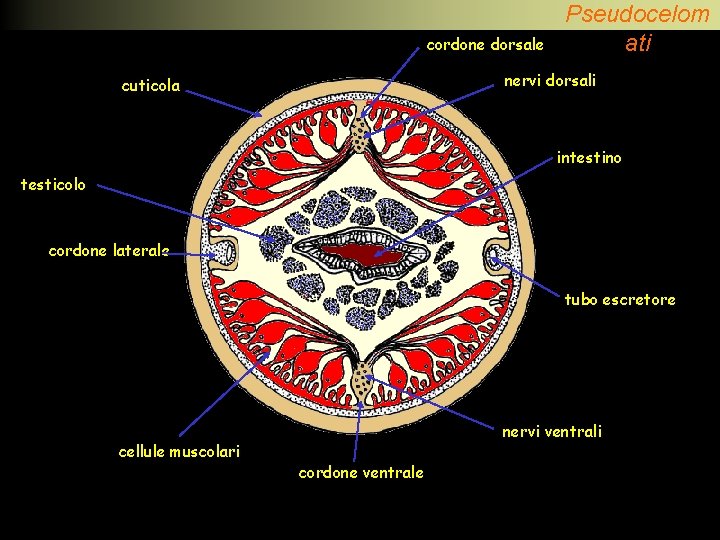 cordone dorsale Pseudocelom ati nervi dorsali cuticola intestino testicolo cordone laterale tubo escretore cellule