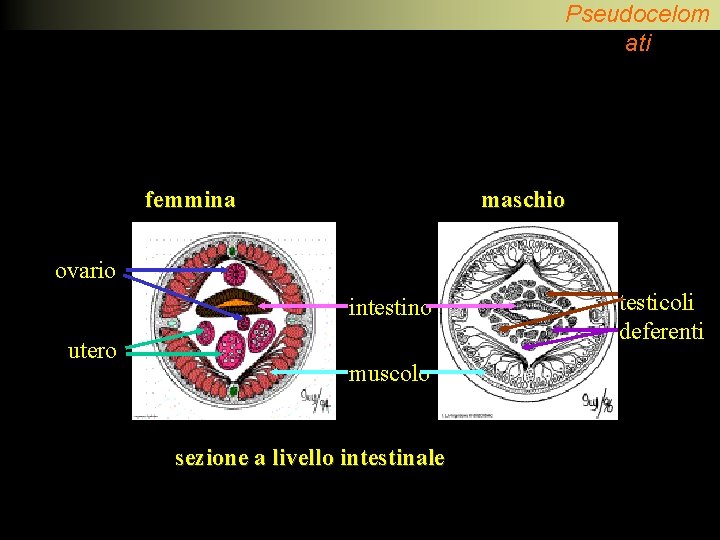Pseudocelom ati femmina maschio ovario intestino utero muscolo sezione a livello intestinale testicoli deferenti