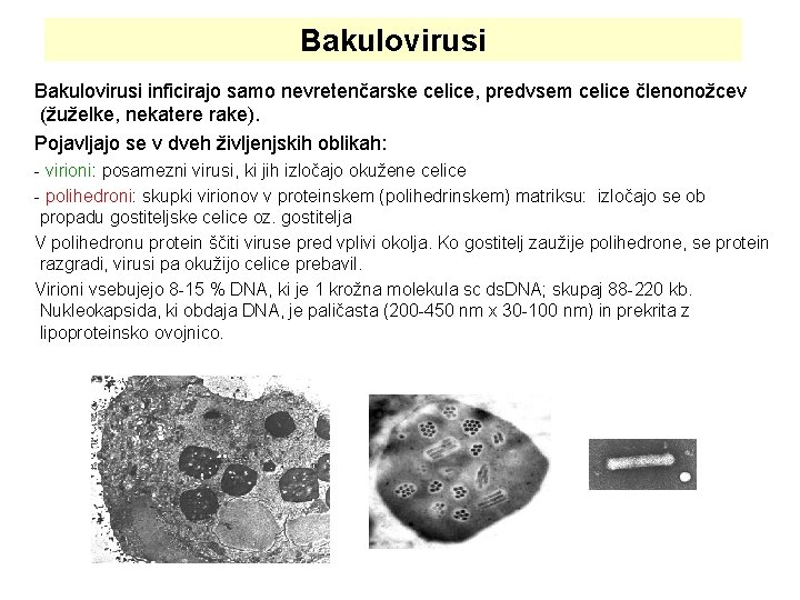 Bakulovirusi inficirajo samo nevretenčarske celice, predvsem celice členonožcev (žuželke, nekatere rake). Pojavljajo se v