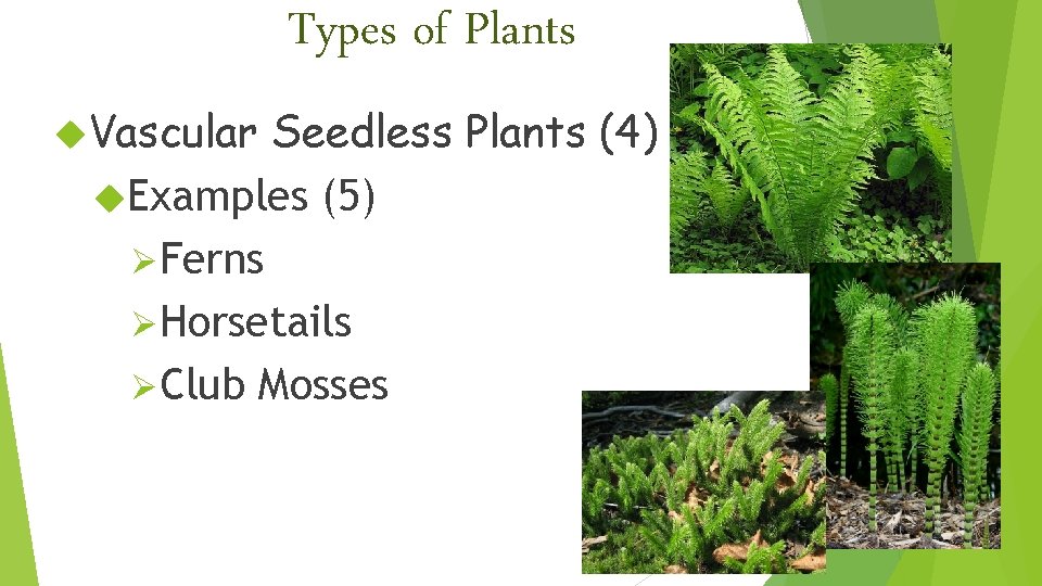 Types of Plants Vascular Seedless Plants (4) Examples (5) ØFerns ØHorsetails ØClub Mosses 