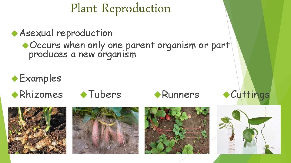 Plant Reproduction Asexual reproduction Occurs when only one parent organism or part produces a