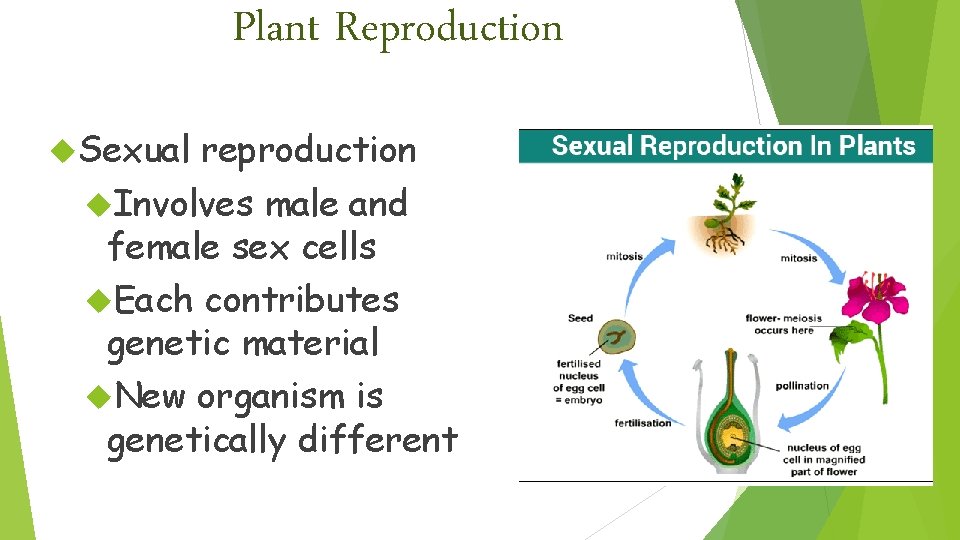 Plant Reproduction Sexual reproduction Involves male and female sex cells Each contributes genetic material