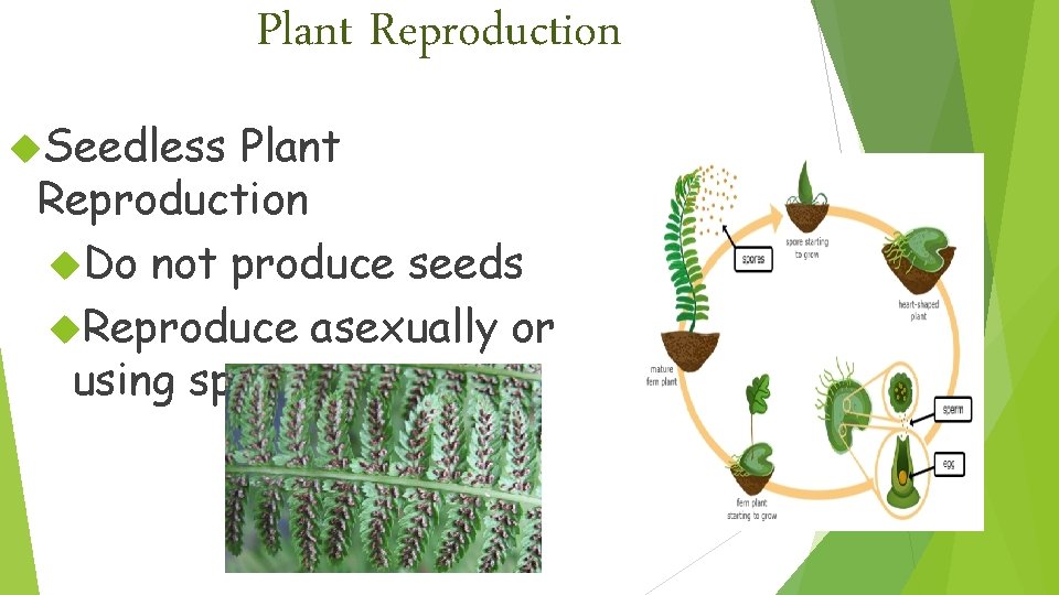 Plant Reproduction Seedless Plant Reproduction Do not produce seeds Reproduce asexually or using spores