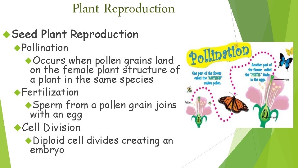 Plant Reproduction Seed Plant Reproduction Pollination Occurs when pollen grains land on the female