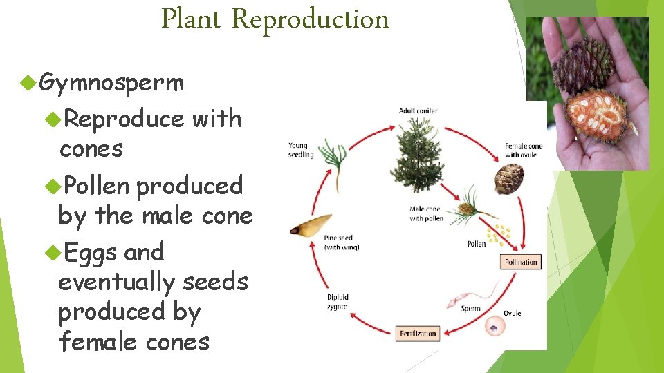 Plant Reproduction Gymnosperm Reproduce with cones Pollen produced by the male cone Eggs and