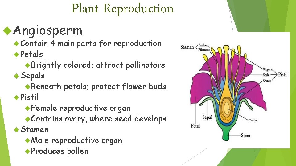 Plant Reproduction Angiosperm Contain Petals 4 main parts for reproduction Brightly colored; attract pollinators