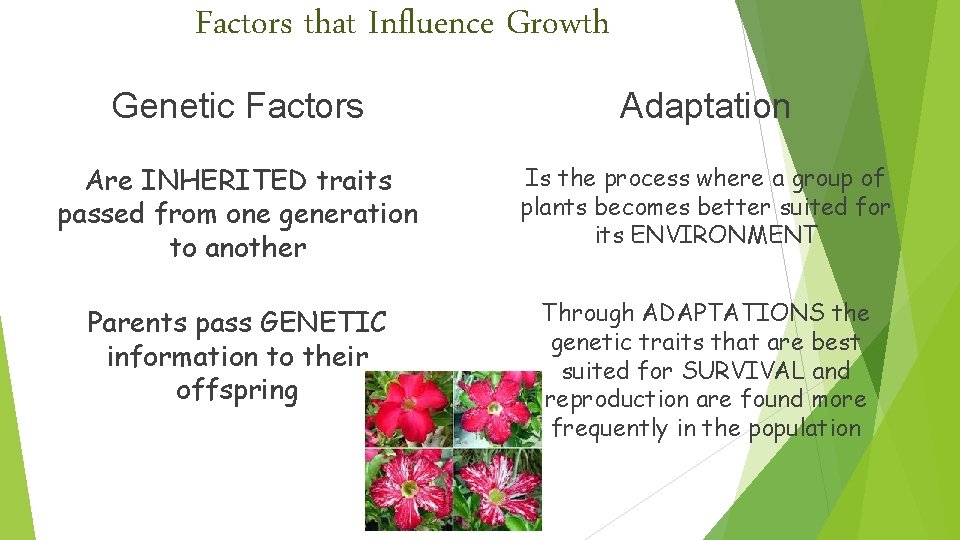 Factors that Influence Growth Genetic Factors Adaptation Are INHERITED traits passed from one generation