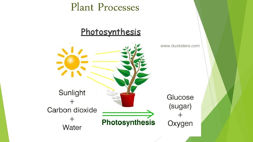 Plant Processes Photosynthesis 