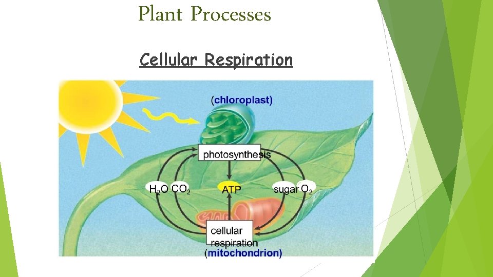 Plant Processes Cellular Respiration 