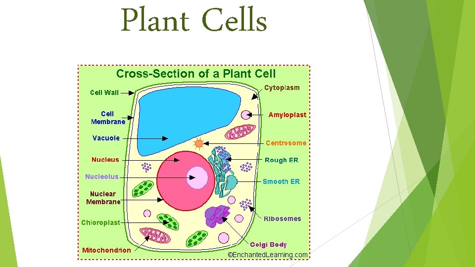 Plant Cells 