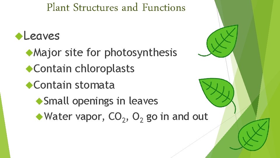 Plant Structures and Functions Leaves Major site for photosynthesis Contain chloroplasts Contain stomata Small