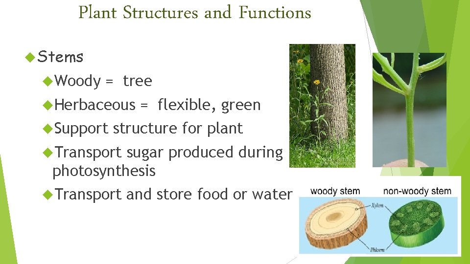 Plant Structures and Functions Stems Woody = tree Herbaceous Support = flexible, green structure