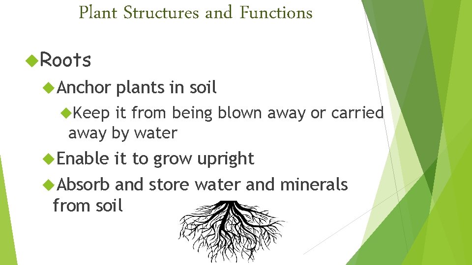 Plant Structures and Functions Roots Anchor plants in soil Keep it from being blown