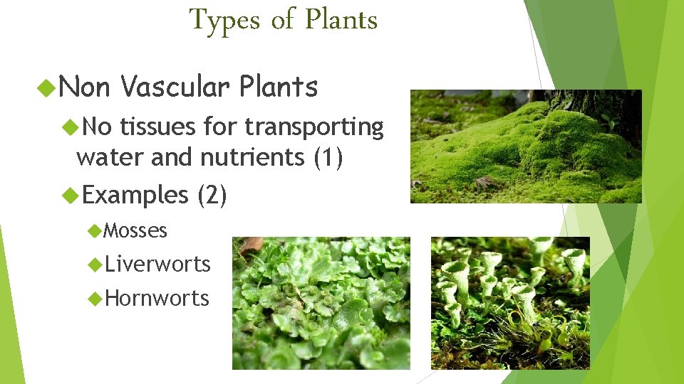 Types of Plants Non Vascular Plants No tissues for transporting water and nutrients (1)