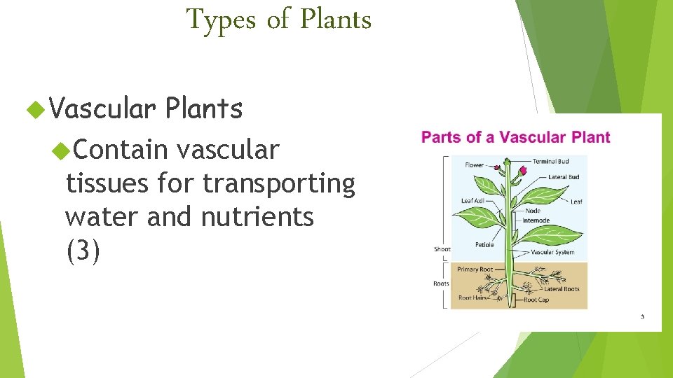 Types of Plants Vascular Plants Contain vascular tissues for transporting water and nutrients (3)