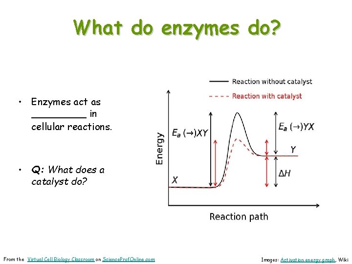 What do enzymes do? • Enzymes act as _____ in cellular reactions. • Q: