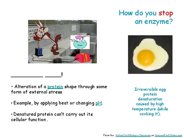How do you stop an enzyme? _____! • Alteration of a protein shape through