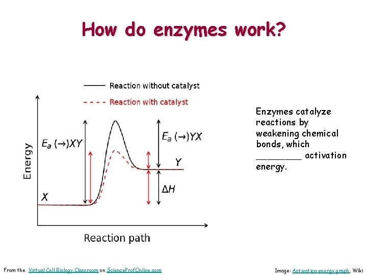 How do enzymes work? Enzymes catalyze reactions by weakening chemical bonds, which ____ activation