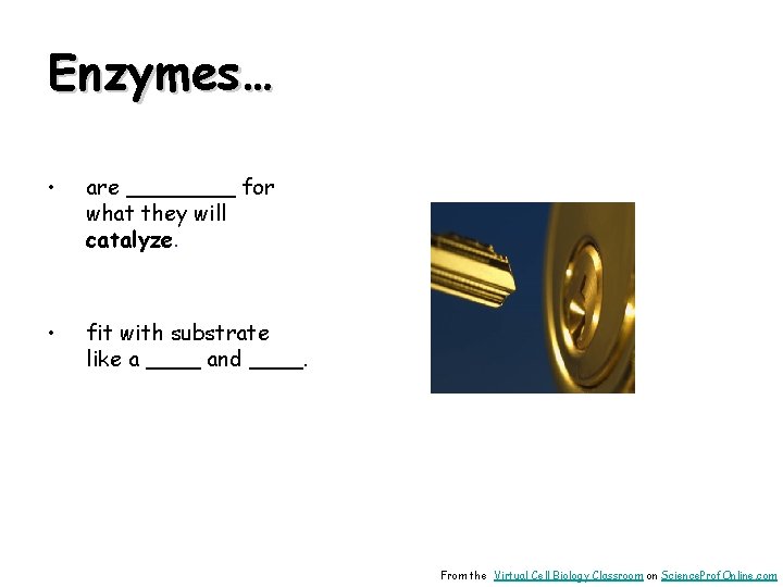 Enzymes… • are ____ for what they will catalyze. • fit with substrate like