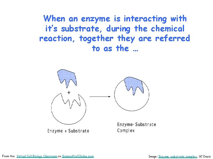 When an enzyme is interacting with it’s substrate, during the chemical reaction, together they