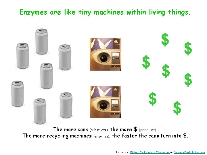 Enzymes are like tiny machines within living things. $ $ $ $ The more