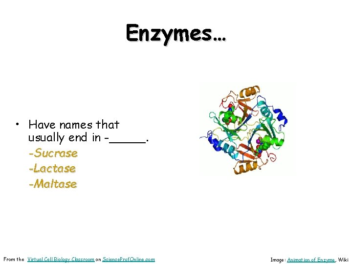 Enzymes… • Have names that usually end in -_____. -Sucrase -Lactase -Maltase From the