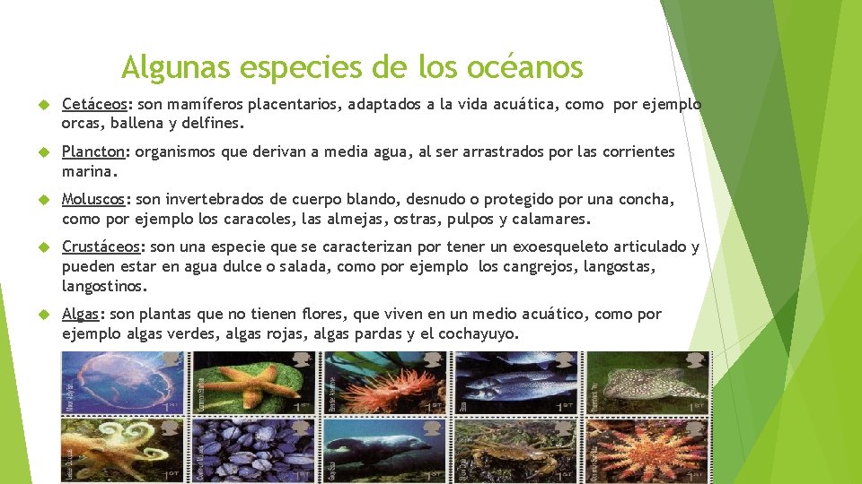 Algunas especies de los océanos Cetáceos: son mamíferos placentarios, adaptados a la vida acuática,