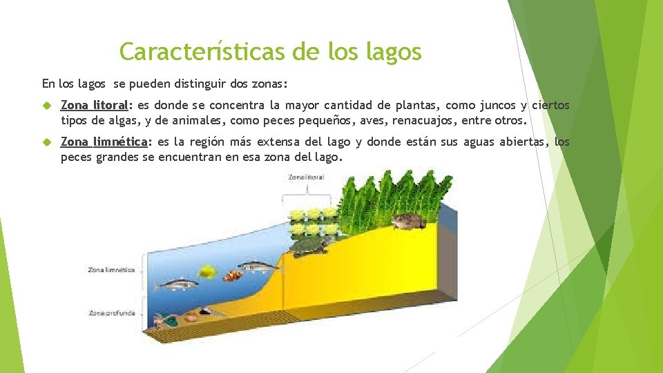 Características de los lagos En los lagos se pueden distinguir dos zonas: Zona litoral: