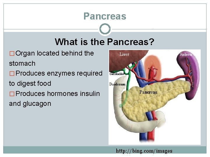 Pancreas What is the Pancreas? � Organ located behind the stomach � Produces enzymes