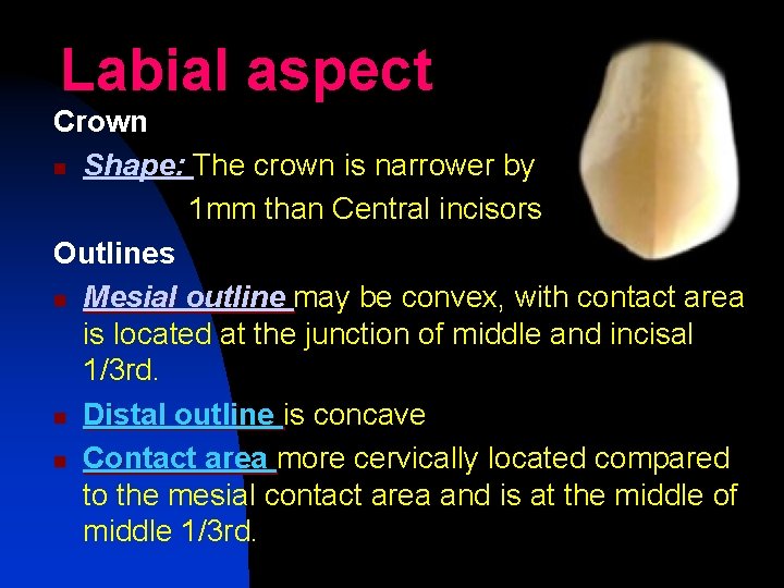 Labial aspect Crown n Shape: The crown is narrower by 1 mm than Central