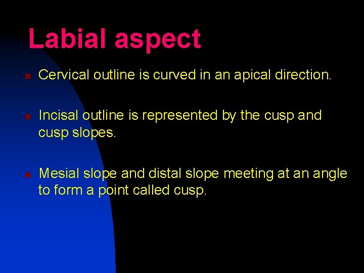 Labial aspect n n n Cervical outline is curved in an apical direction. Incisal